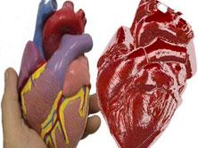 Super Sized Heart for Science and Education